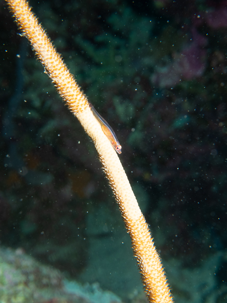 Wire Coral Goby