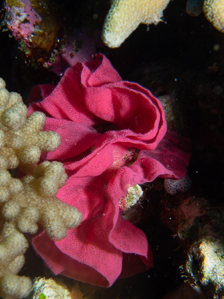 Nudibranch Eggs