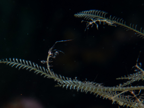 Skeleton Shrimp