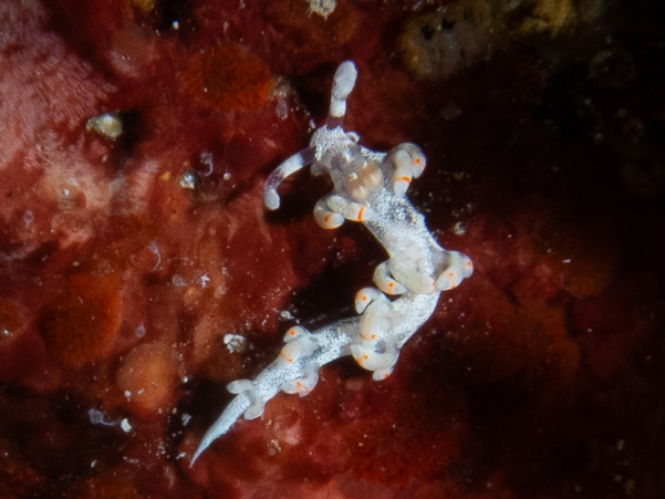 Bicolor Flabellina Nudibranch