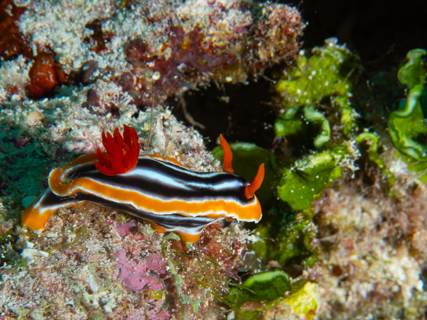 Magnificent Chromodoris Nudibranch