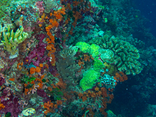 Reef Wall