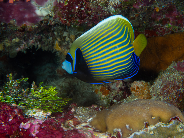 Emperor Angelfish