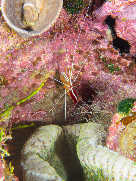 White-banded Cleaner Shrimp