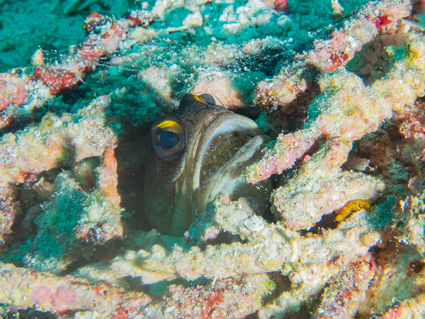 Yellowbarred Jawfish