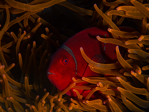 Female Spinecheek Anemonefish