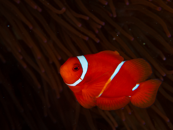 Spinecheek Anemonefish