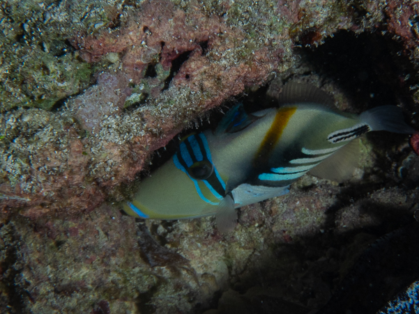 Picasso Triggerfish