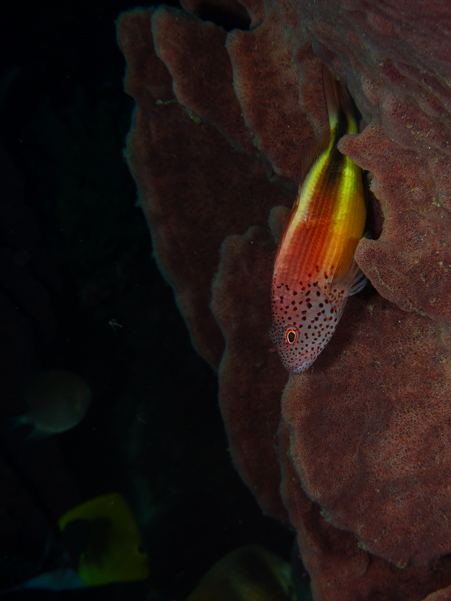 Freckled Hawkfish