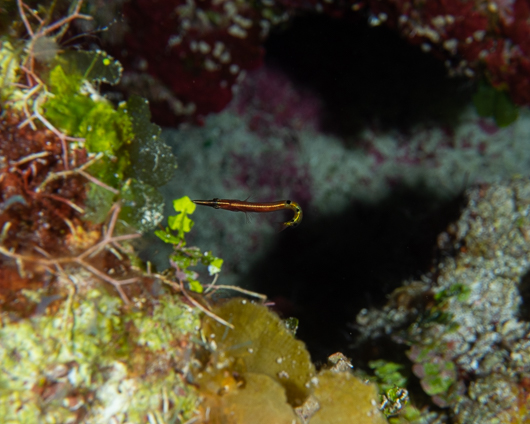 Arrow Blenny