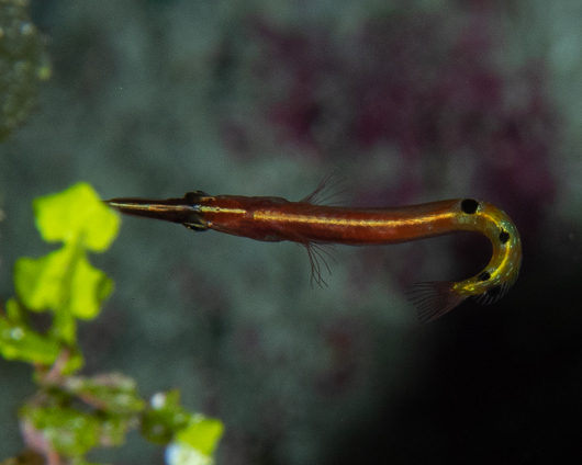 Arrow Blenny