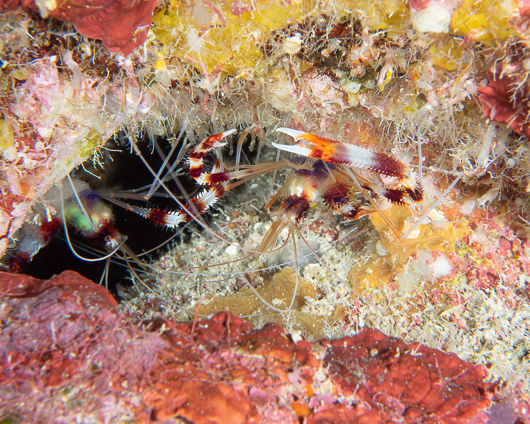 Banded Coral Shrimp