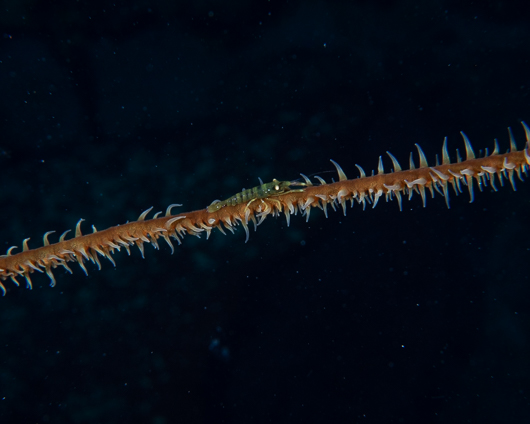 Wire Coral Shrimp