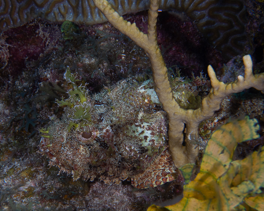 Spotted Scorpionfish