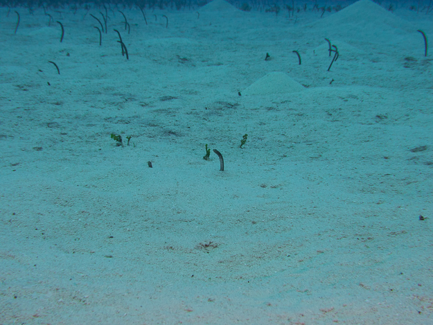 Brown Garden Eel