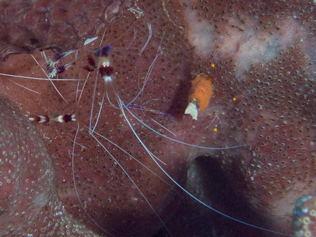 Banded Coral Shrimp