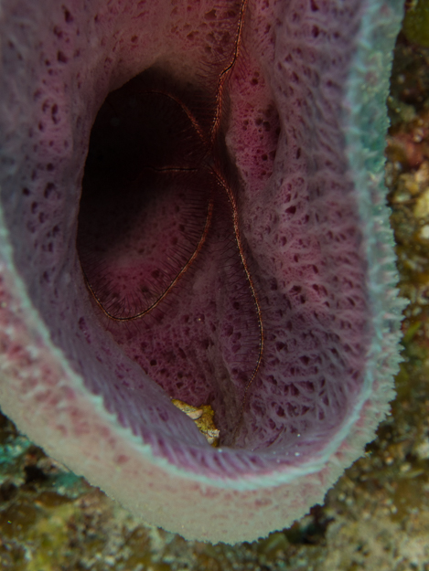 Brittle Star