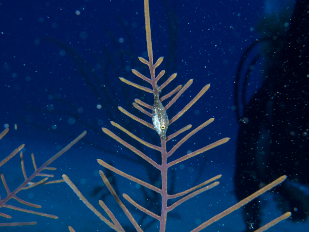 Slender Filefish