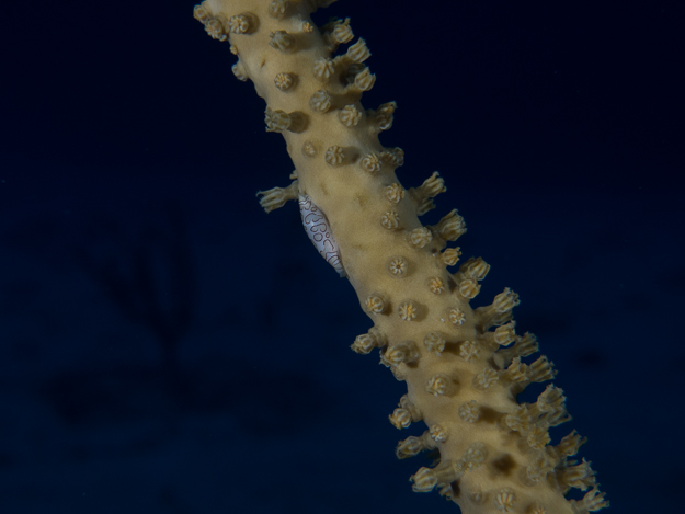 Flamingo Tongue Snail