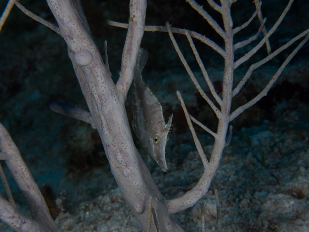 Slender Filefish