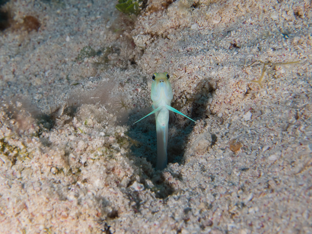 Yellowhead Jawfish