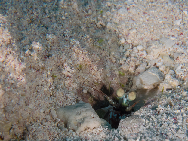 Havana Mantis Shrimp