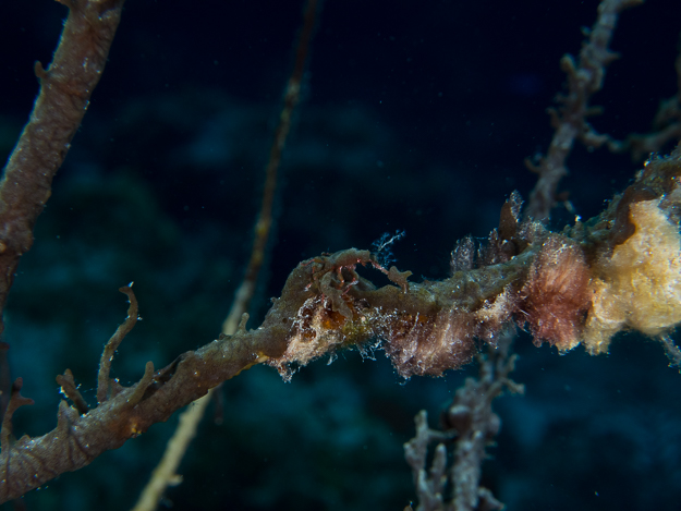 Furcate Spider Crab