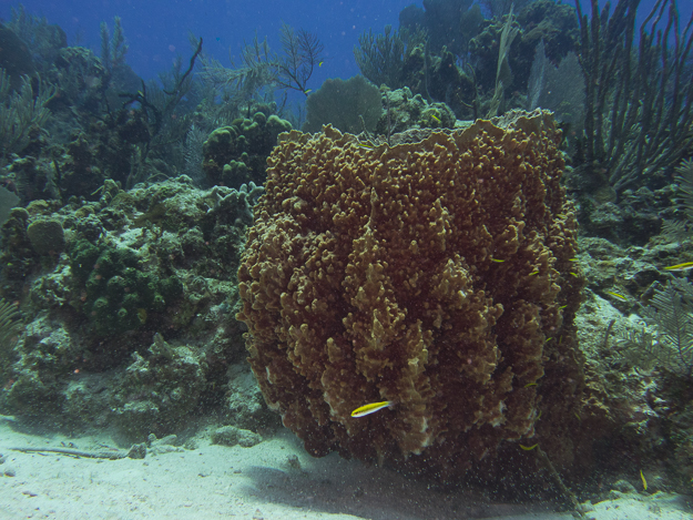 Giant Barrel Sponge