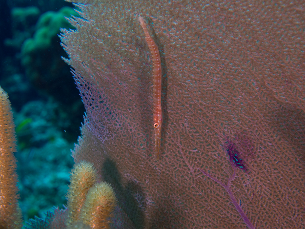 Trumpetfish