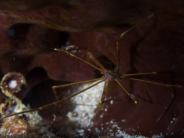 Yellowline Arrow Crab