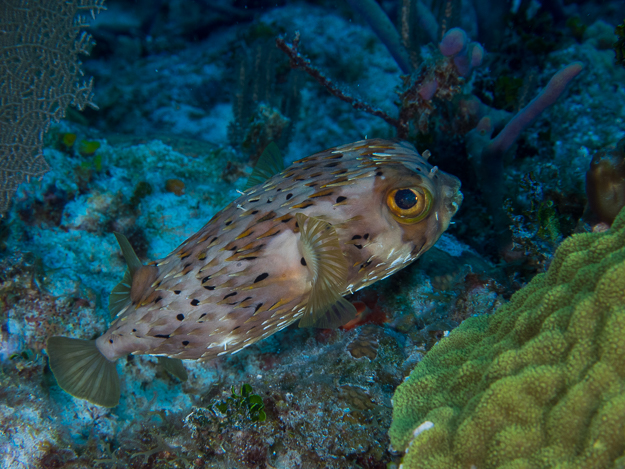 Balloonfish