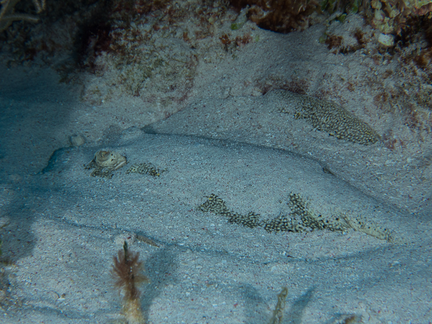 Yellow Stingray