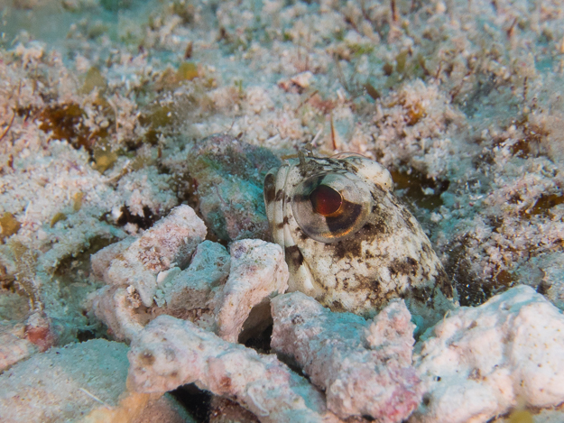 Mottled Jawfish