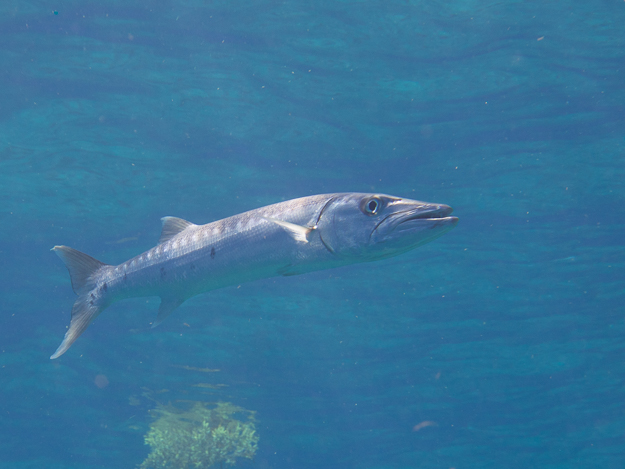 Great Barracuda