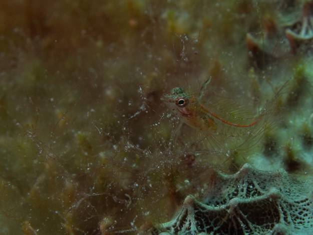 Caribbean Flagfish Glass Blenny