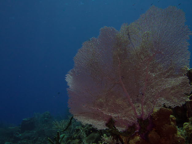 Many Beautiful Sea Fans