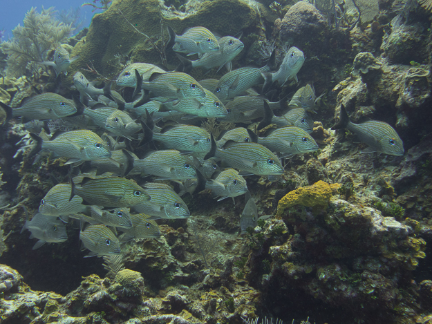 Schooling fish