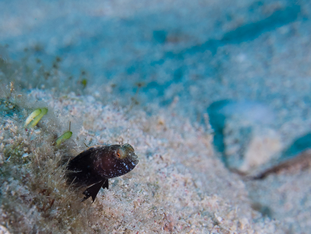 Sailfin Blenny