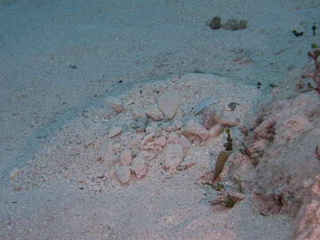 Scaly-tailed Mantis Shrimp