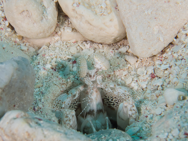 Scaly-tailed Mantis Shrimp