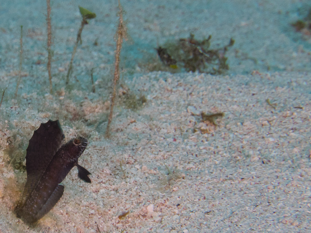 Sailfin Blenny