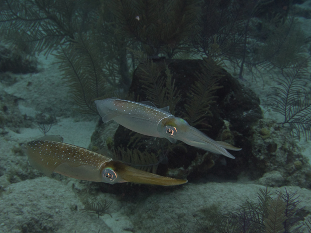 Caribbean Reef Squid