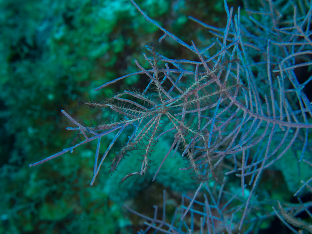 Swimming Crinoid Feather Star