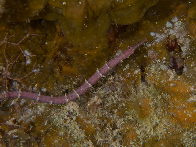 Shortfin Pipefish