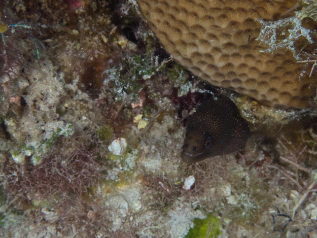 Purplemouth Moray