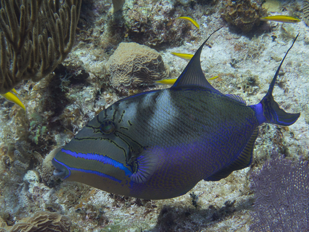 Queen Triggerfish