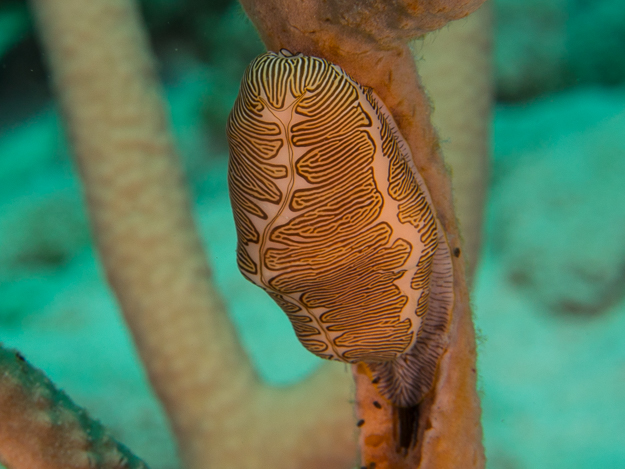 Fingerprint Cyphoma Snail