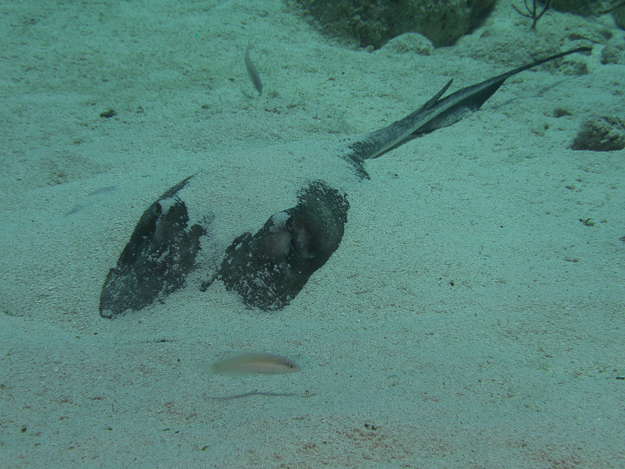 Southern Stingray