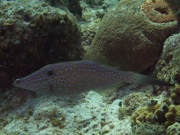 Scrawled Filefish