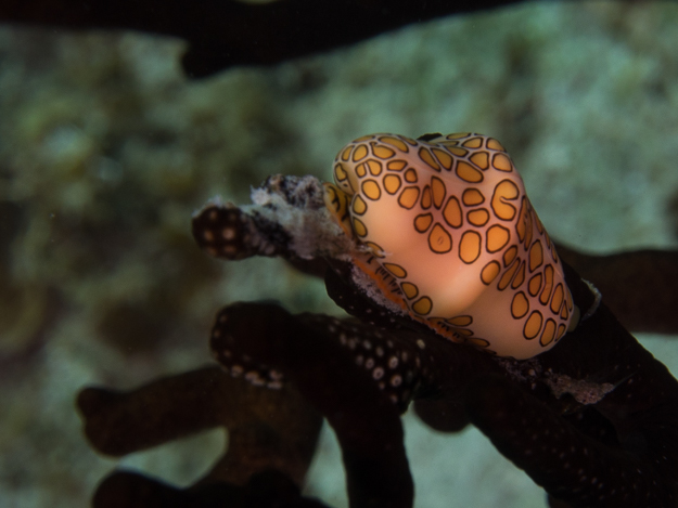 Flamingo Tongue Snail